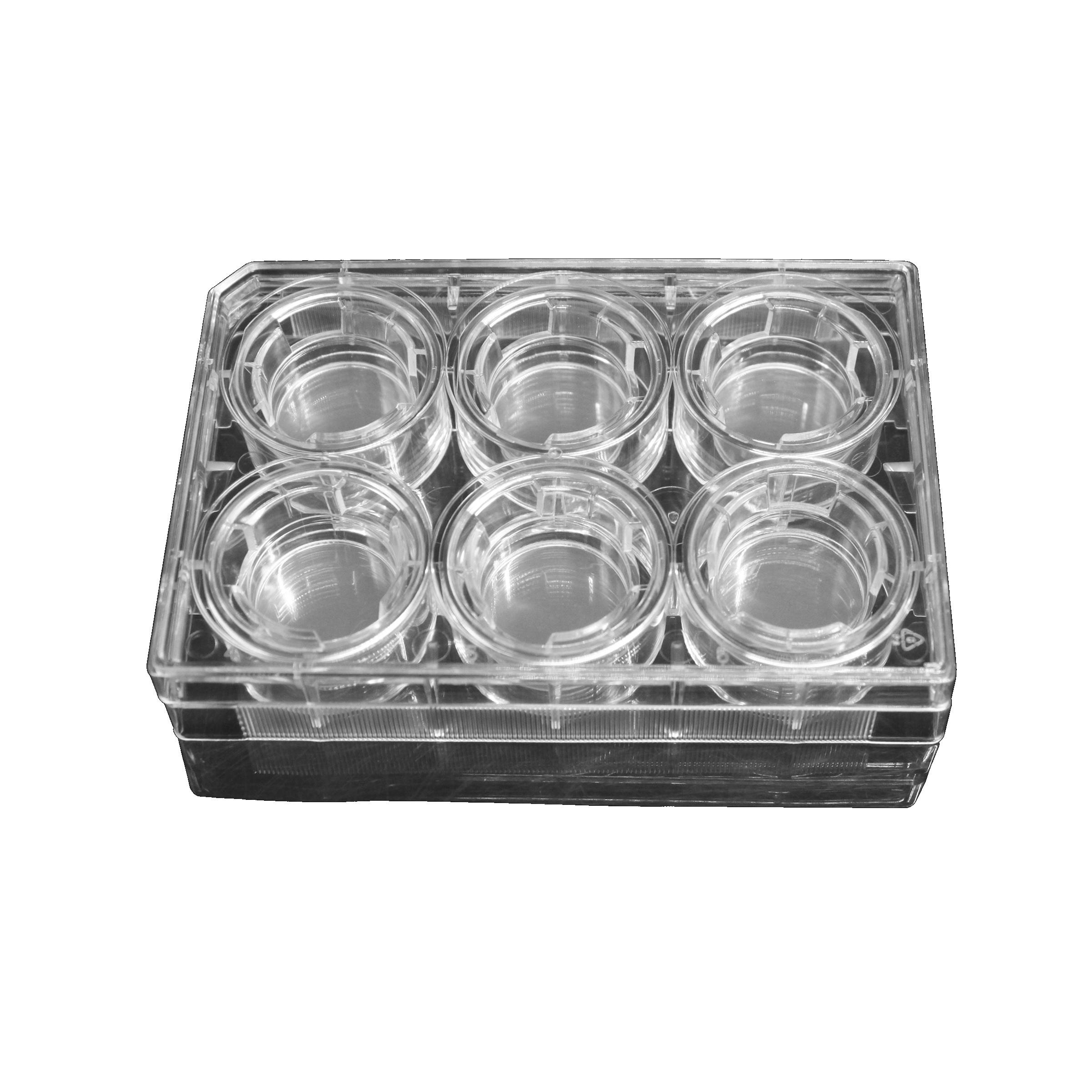 LabSelect 24mm Transwell with 5.0um Pore Polycarbonate Membrane Insert, Sterile