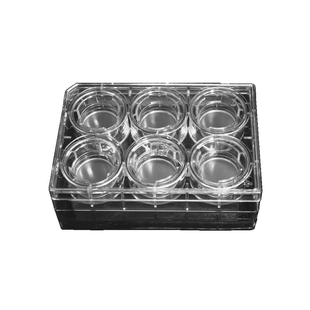 LabSelect 24mm TransWell With 8.0um Pore Polyester Membrane Insert, Sterile