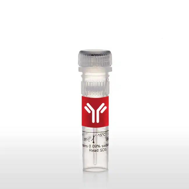 Invitrogen PGC1 alpha Polyclonal Antibody