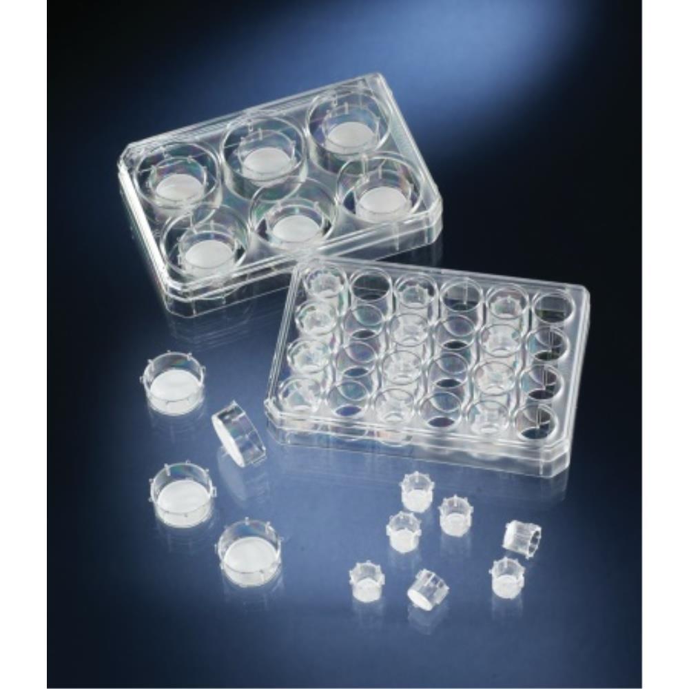 Nunc™ Polycarbonate Cell Culture Inserts in Multi-Well Plates, 8 μm, 24-Well Plate